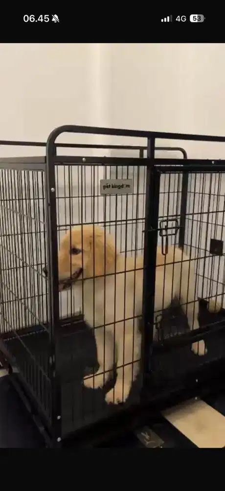 Golden Retriver Betina