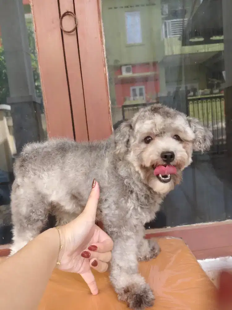 Female Silver Tiny Toy Poodle
