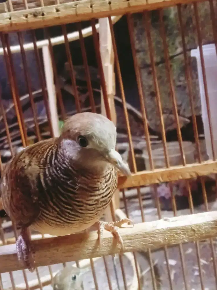 Perkutut kalung tepung alam