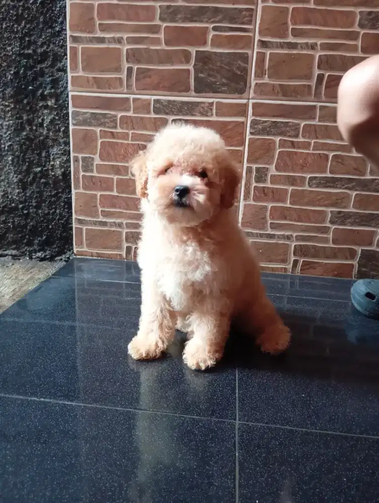 Jual pappy poodle