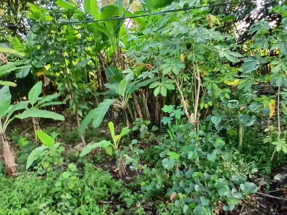 Tanah murah siap bangun