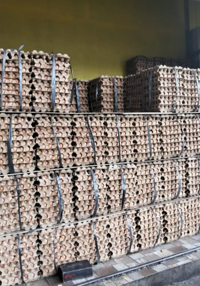 menjual telur ayam