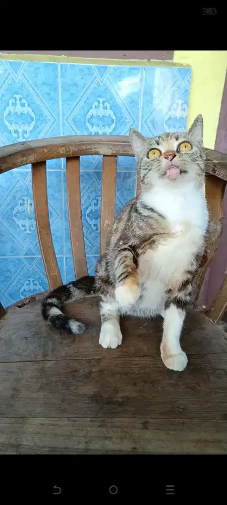 Scottish Strigh betina sdah kawin kemungkinan hamil