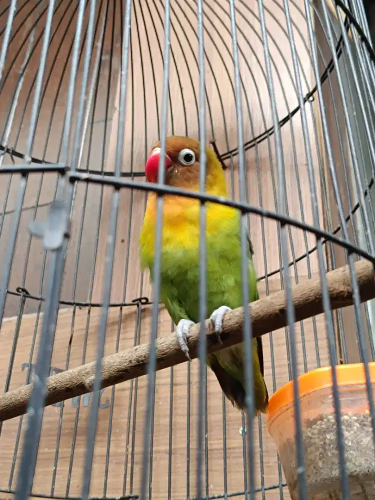 Burung saja  love bird 2 ekor rajin bunyi ekek sni