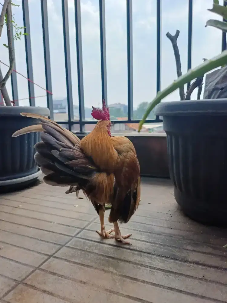 Jual Ayam Serama Sepasang