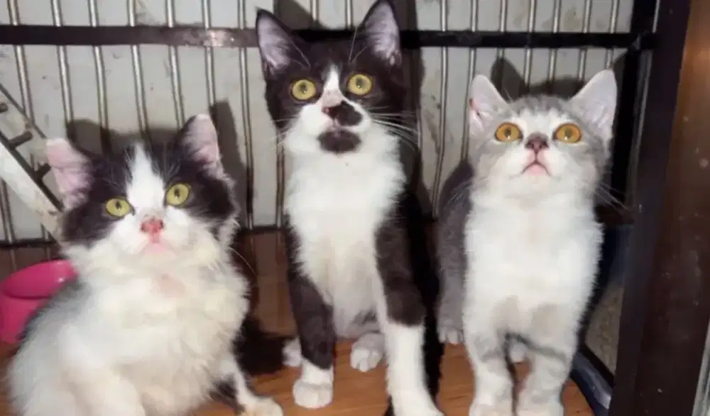 Borongan BSH Mix NS ( non Standart )