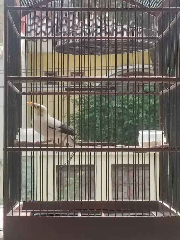 burung gacoran Full sett