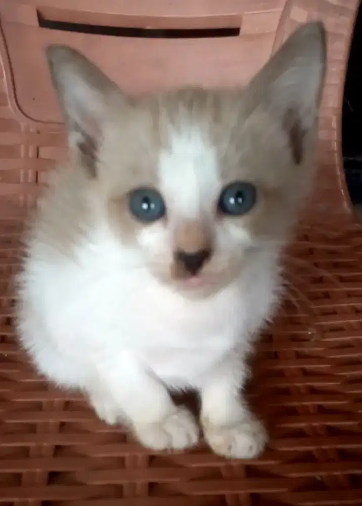 pus meong imut unyu unyu