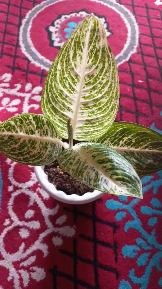 Jual tanaman hias aglaonema