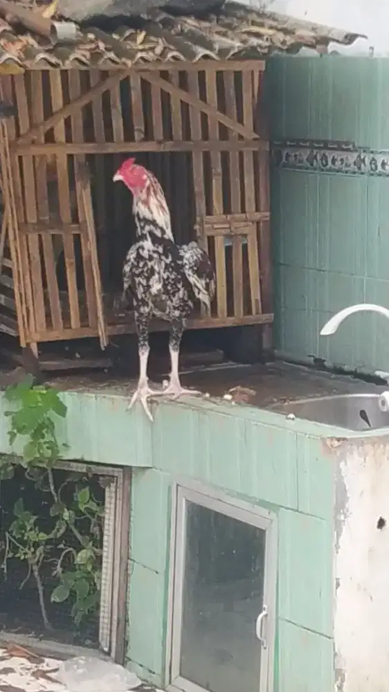 Ayam  bangkok  usia  7  bulan  up