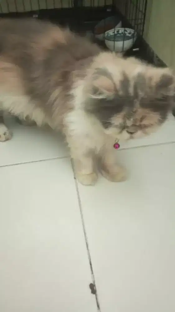 Kucing flatnose betina