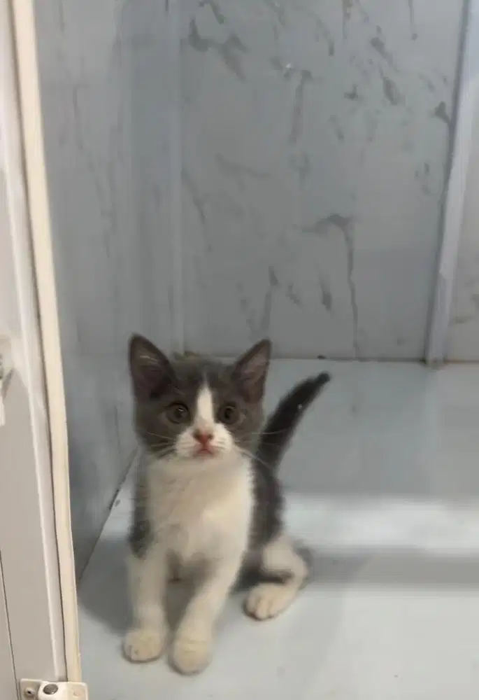 Kucing BSH Blue Bico Kitten