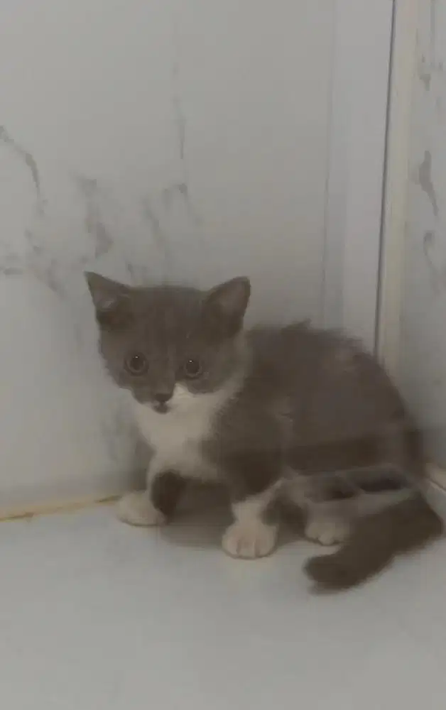 Kucing BSH Blue Bico Kitten