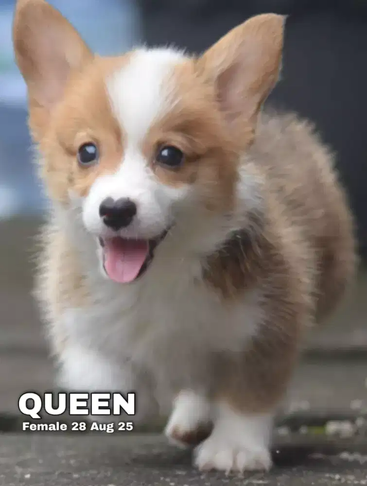 Corgi shorthair betina •QUEEN•