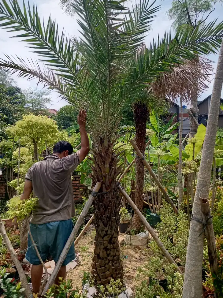 Jual pohon palem kenari