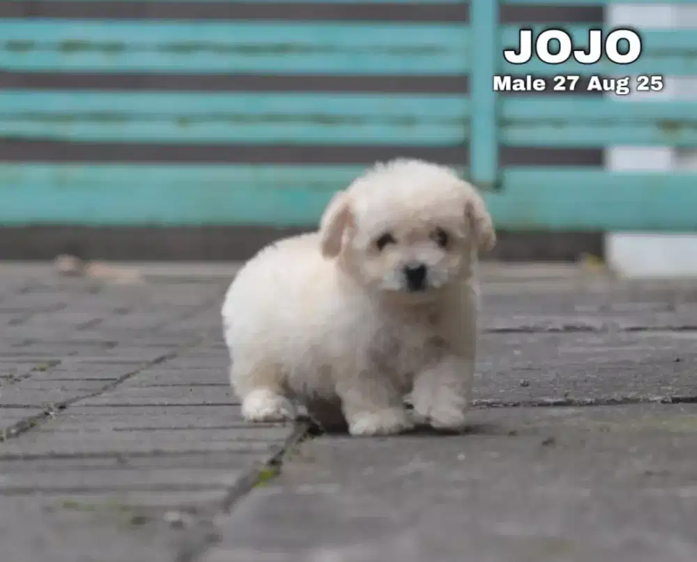 Poodle apricot jantan •JOJO•