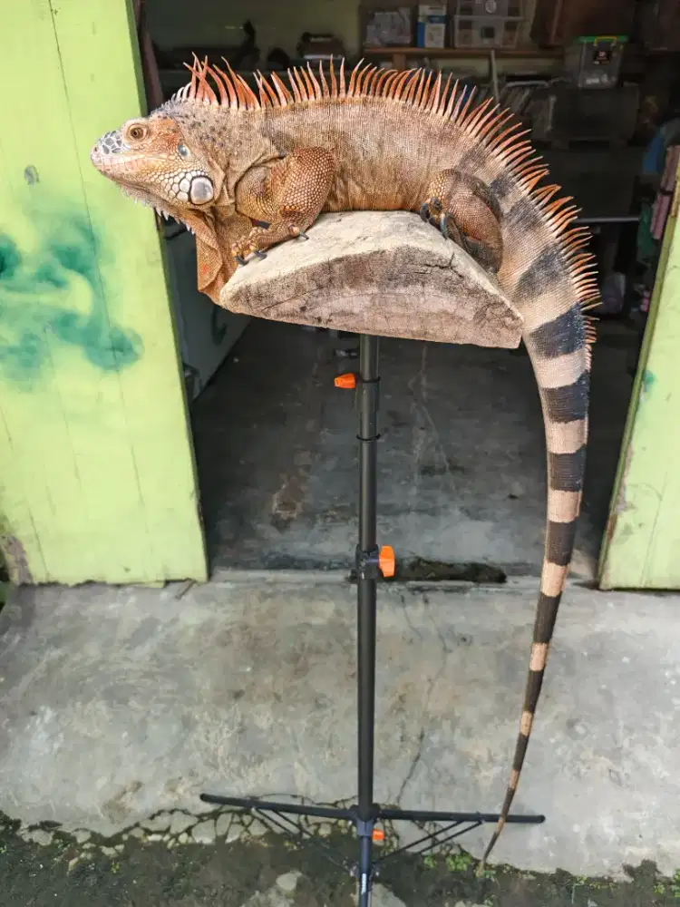 Iguana super red jumbo anatomi lengkap