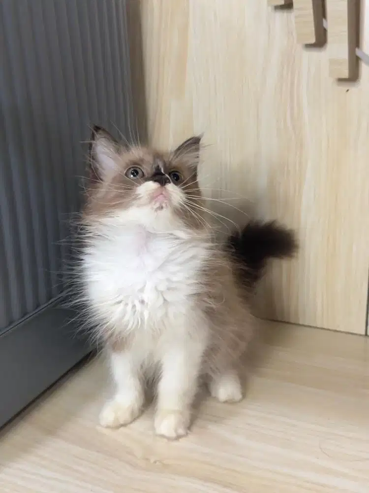 Kitten Kucing Persia Himalaya Midol