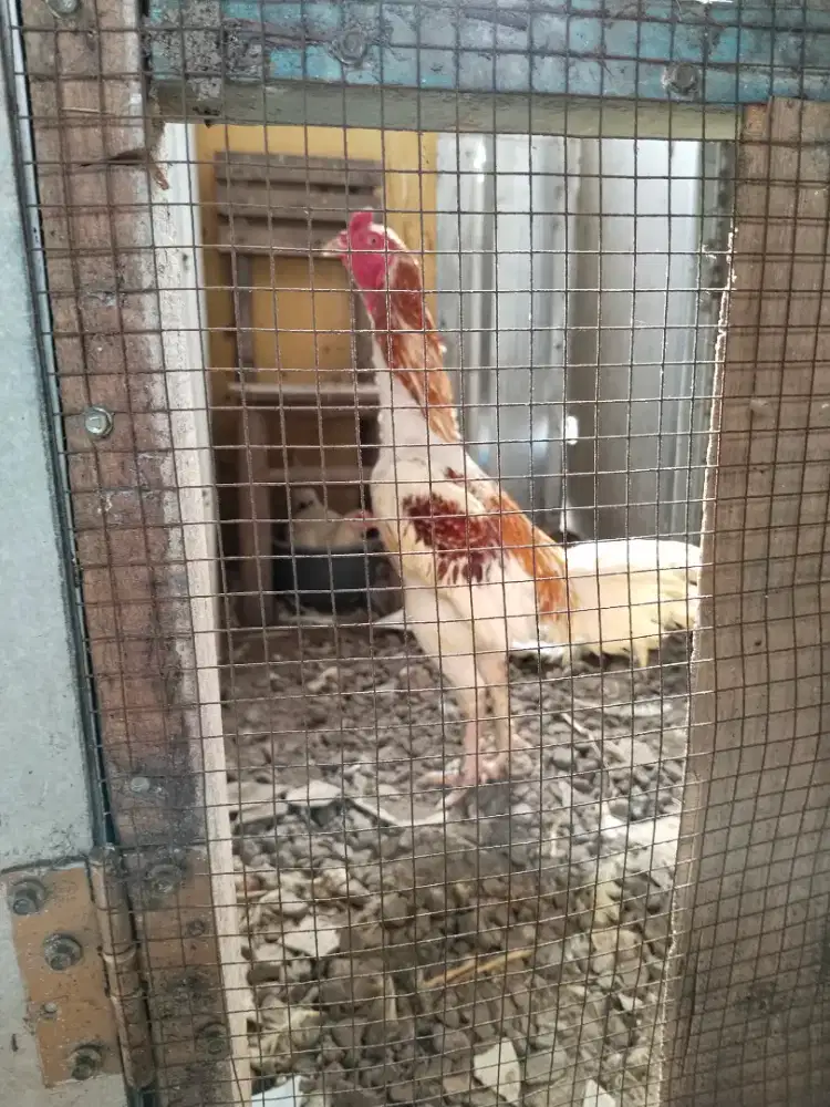 Ayam plucker x Bangkok