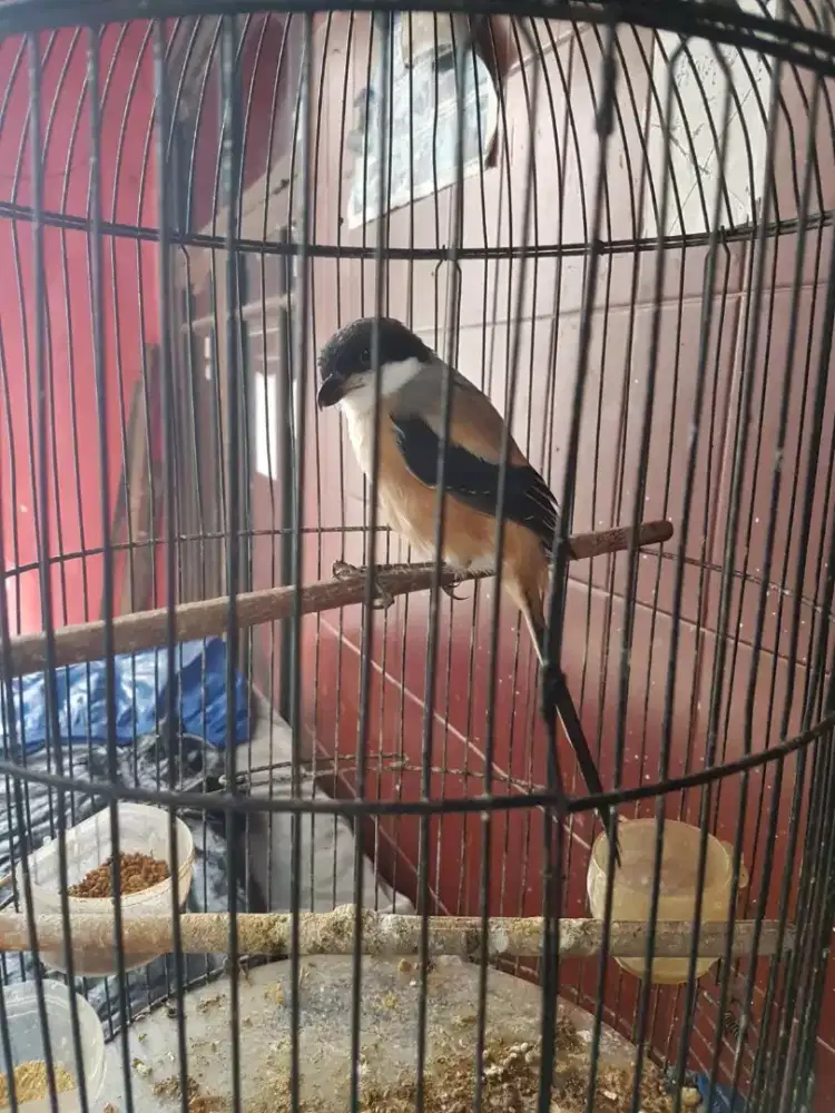 toed jawa mulus bunyi polset