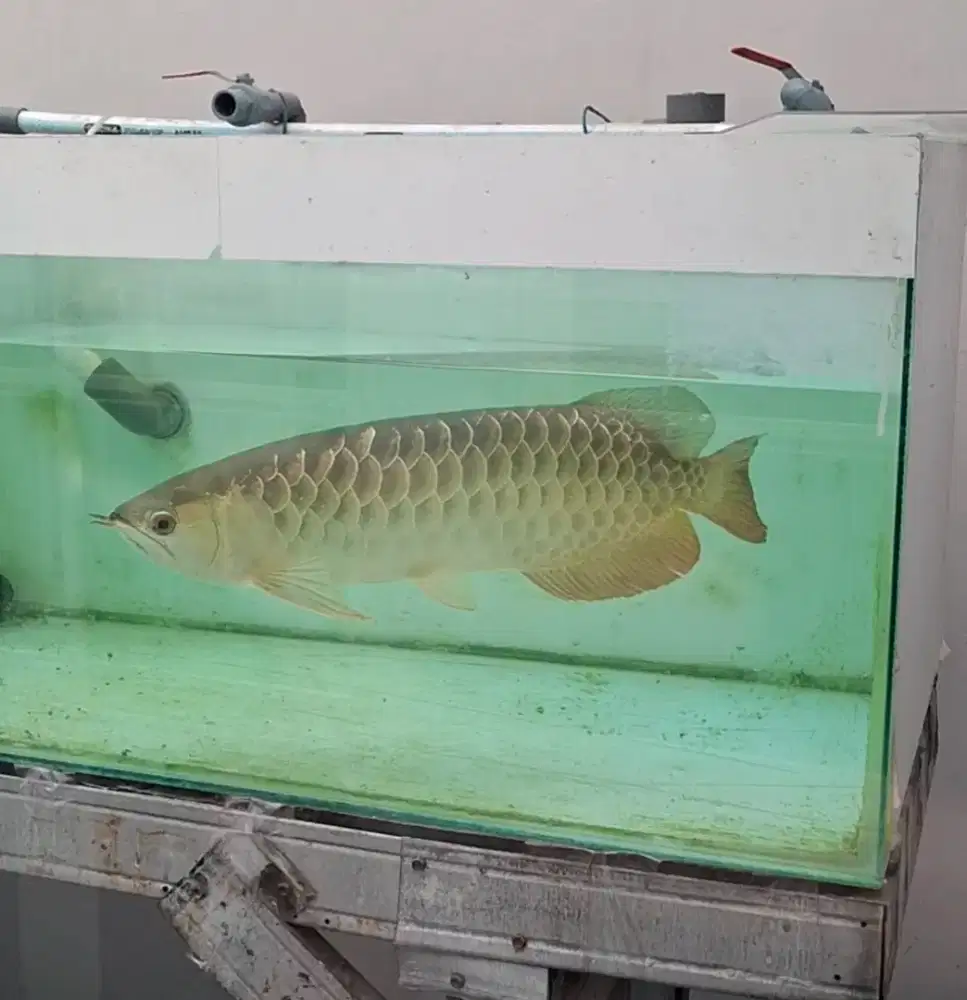 Indukan arwana golden crossback