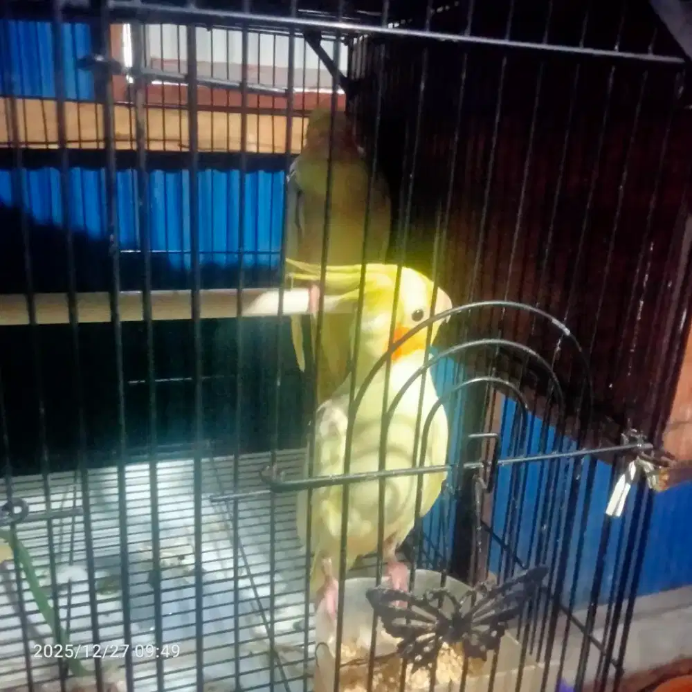 burung falk sepasang produk