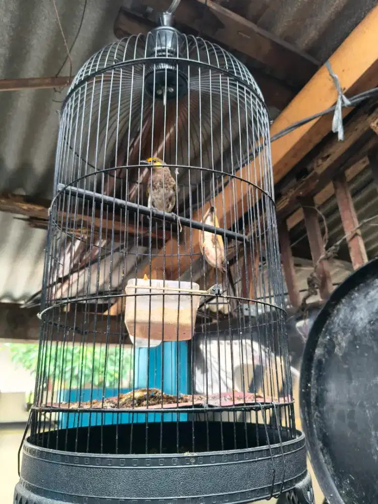 Jual Cucak Wilis/Renganis udh rajin bunyi