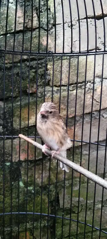 Blackthroat jantan macet