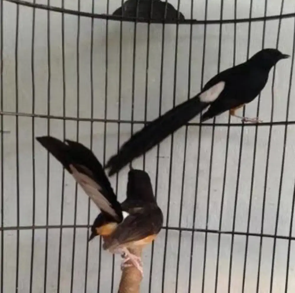 Burung murai satu pasang