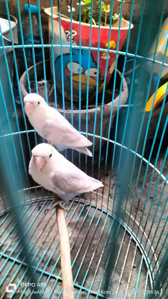 Bismilah jual Lovebird pasangan produksi