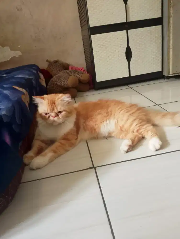 Flatnose jantan gemoy