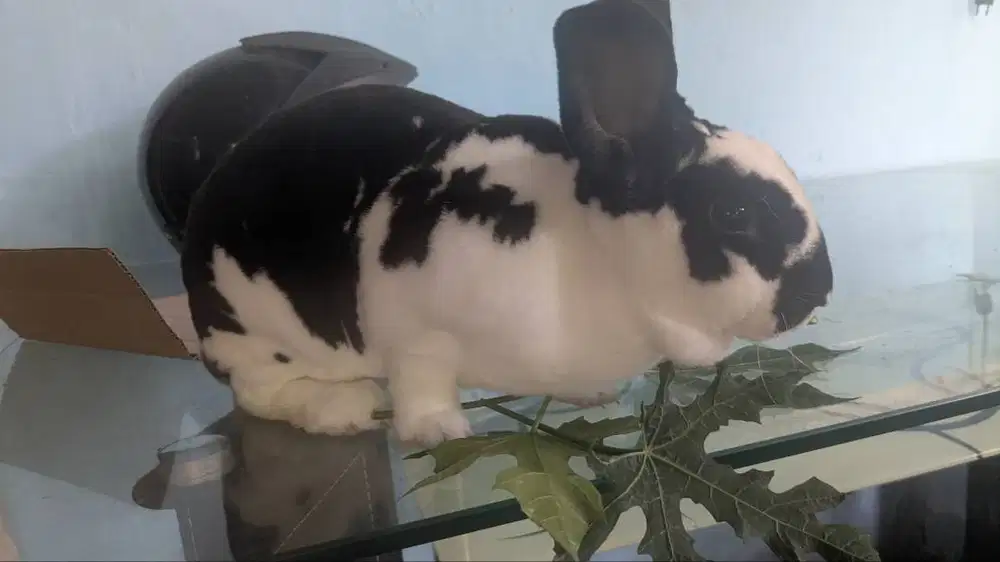 Kelinci jenis RX bulu karpet