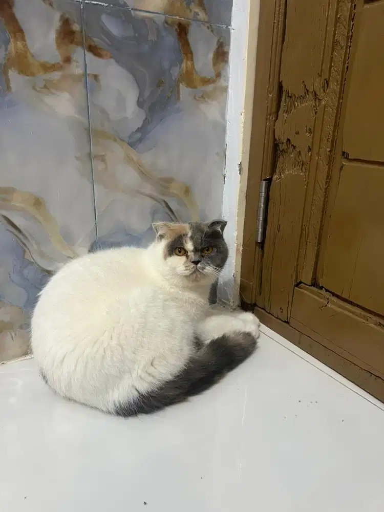 Bsh calico SF betina 15 bln