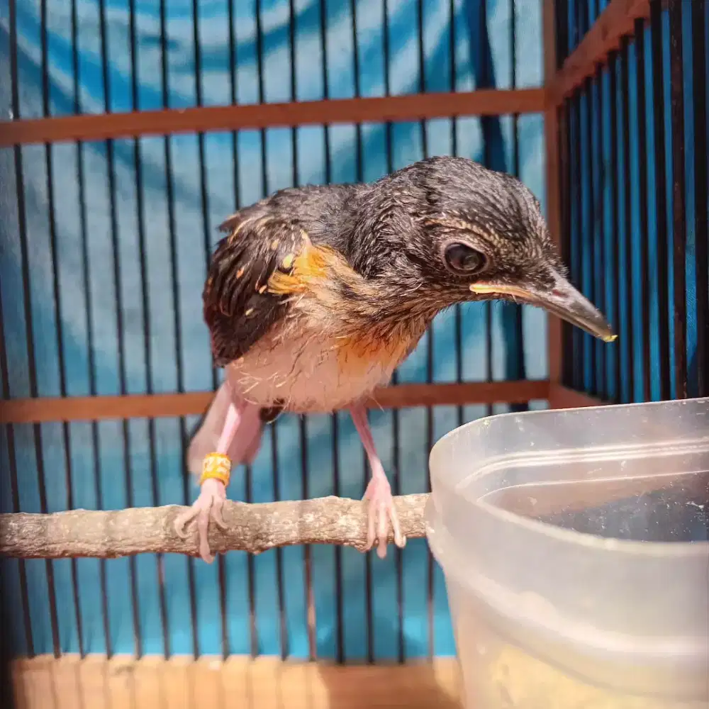 Trotolan murai medan jaminn jantan 100%