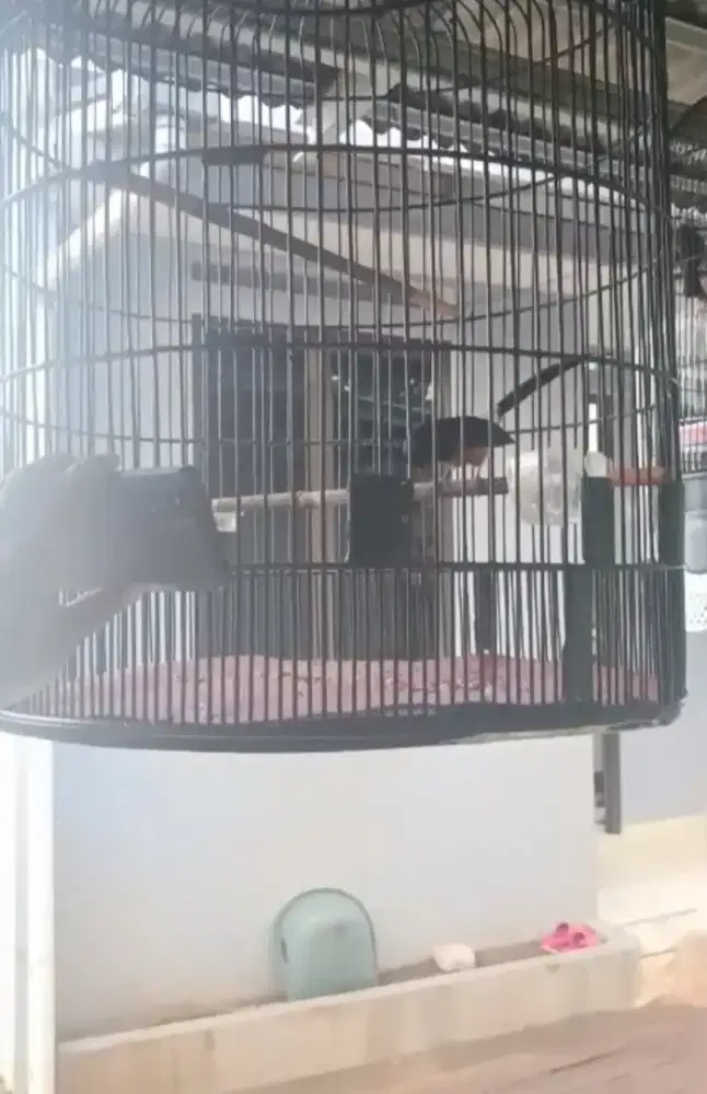 Murai batu gaya tarung sujud