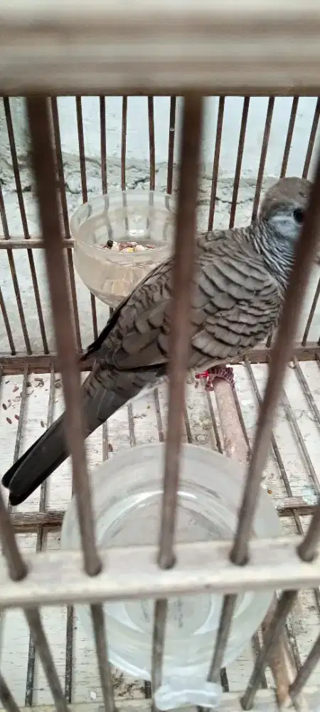 Titiran Bangkok Dobel Ring