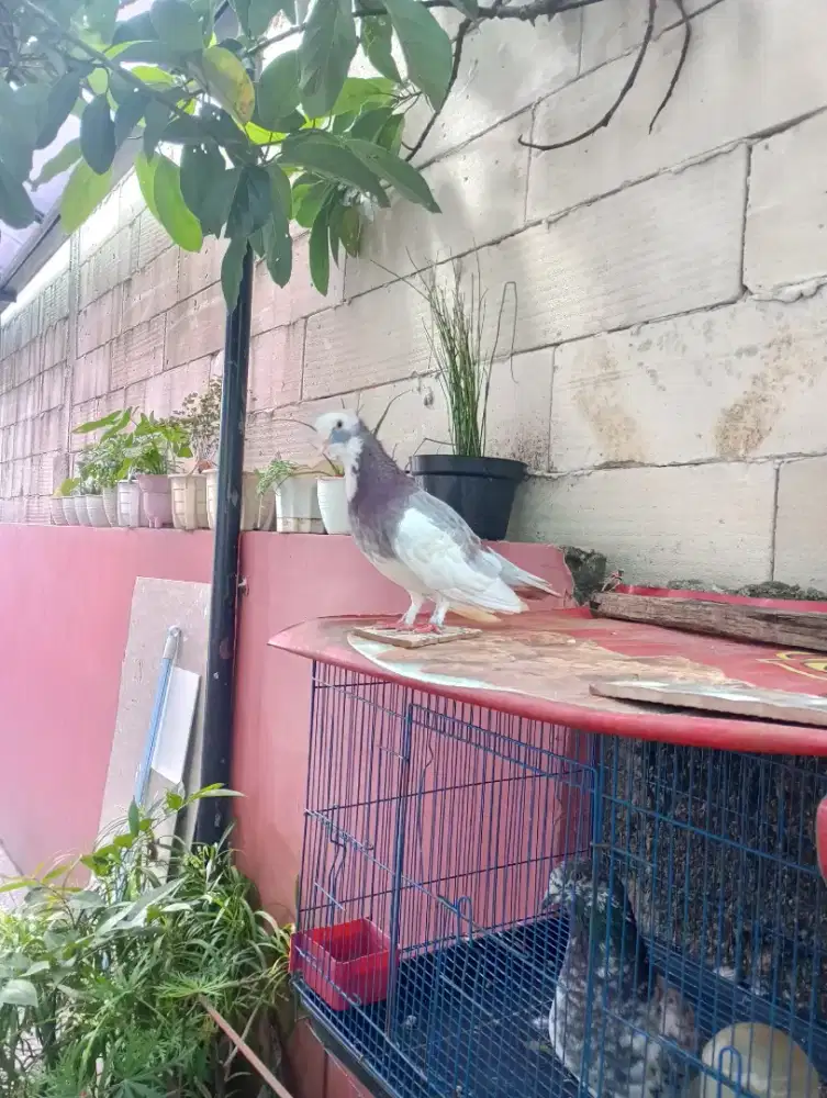 Burung Dara Merpati 3 Ekor 50k
