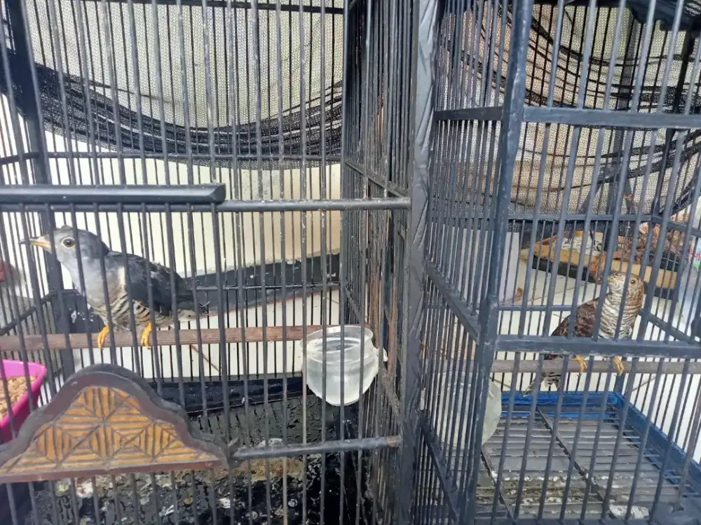 Sepasang burung kedasih besar jenis terbesar di keluarga kedasih