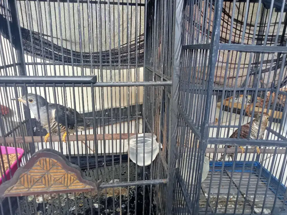 Sepasang kedasih besar jenis kedasih terbesar di keluarga burung