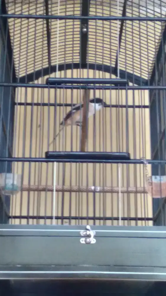 Burung Cendet / Pentet Bandangan