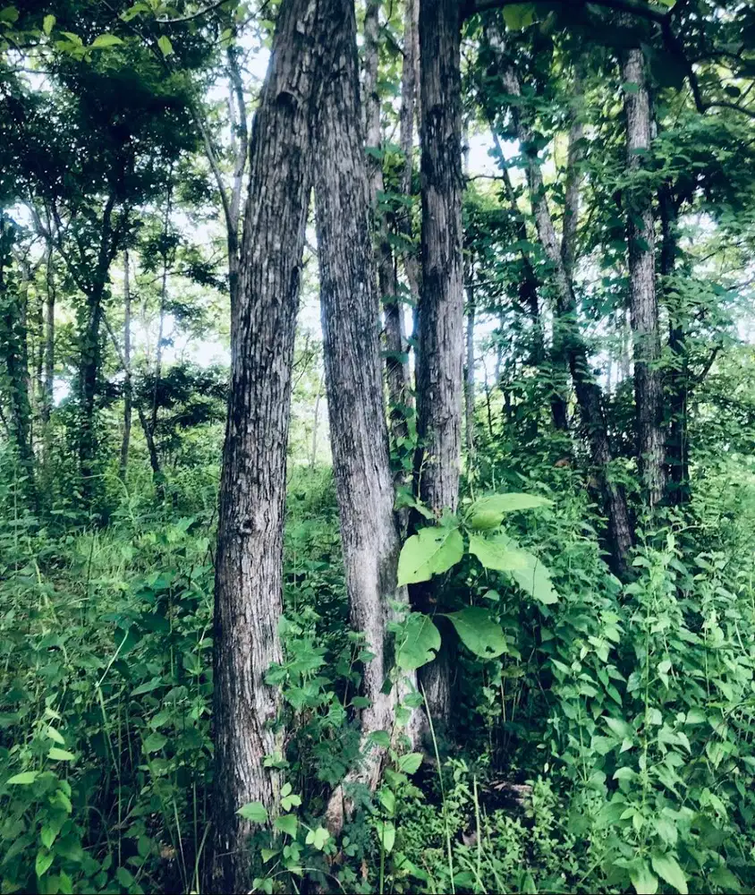 Jual Pohon Jati berbagai Diameter