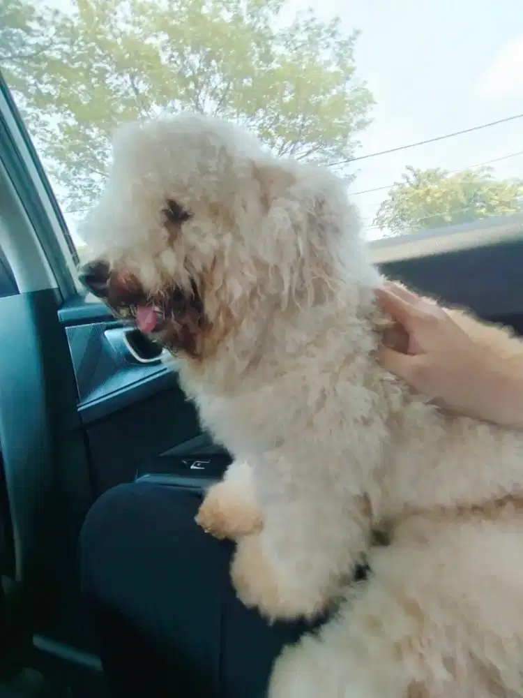 Dijual Poodle Apricot