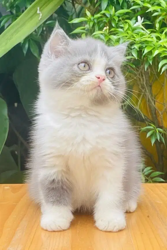 British shorthair kitten