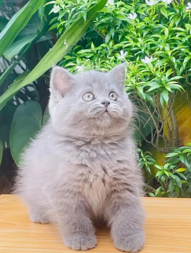 British shorthair blue