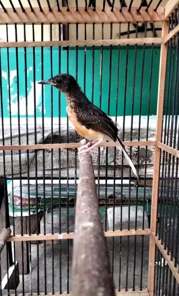 Trotol Murai Batu Medan Bahorok Trah Panda Burung Gede Ekor Panjang