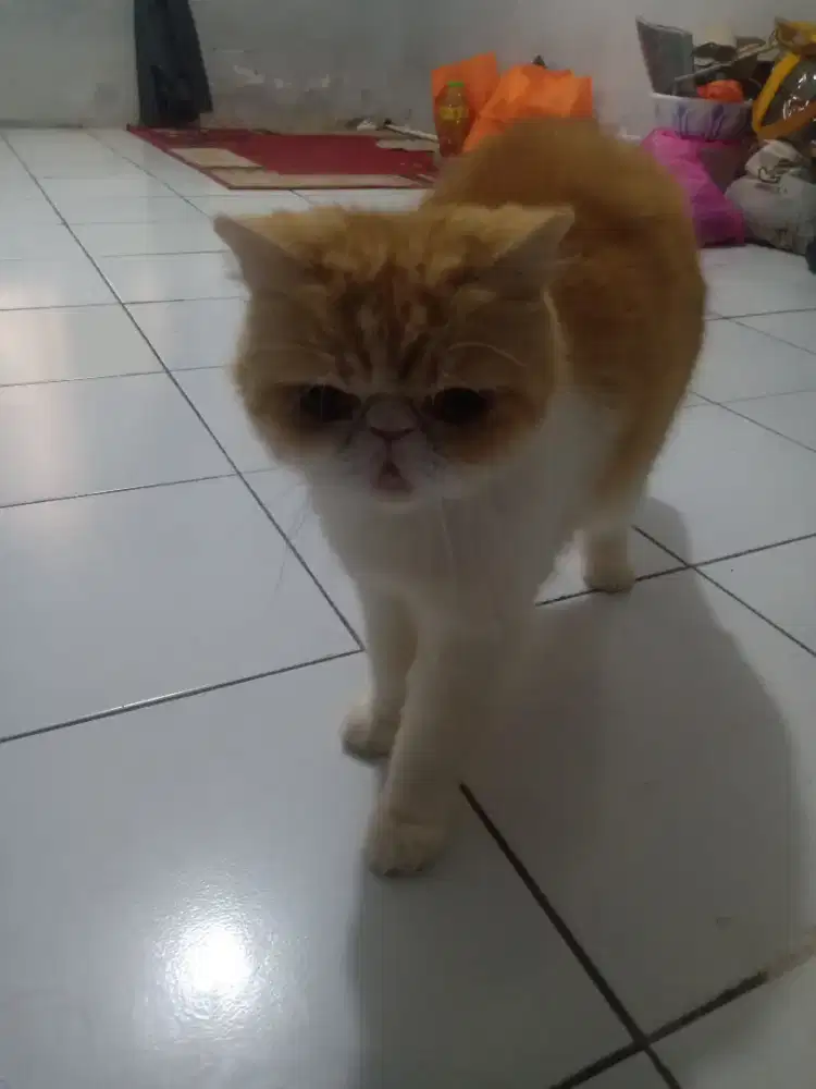 Persia peaknose shorthair