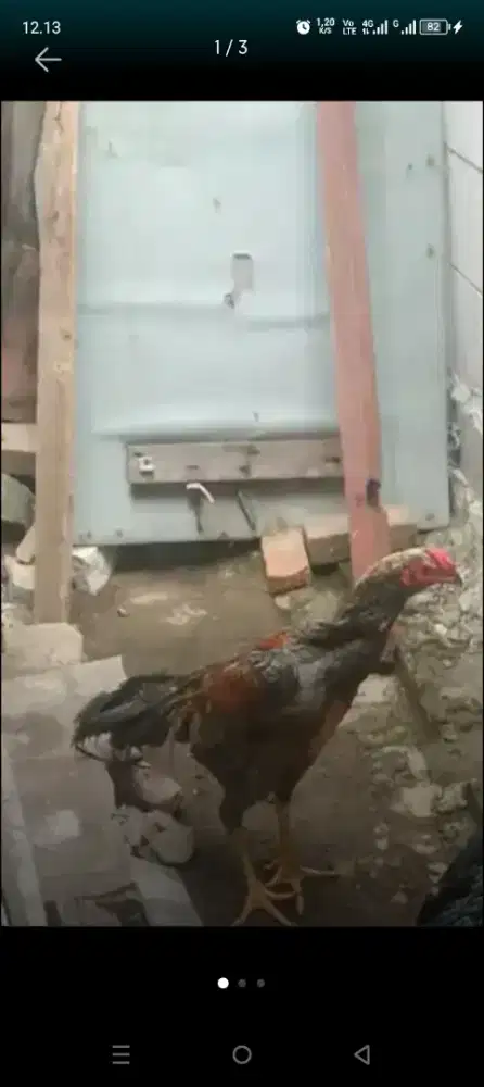 Ayam bangkok jual cpt