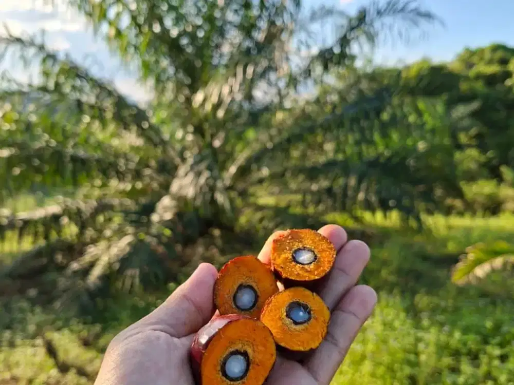 Jual Tanah Di Kalimantan Timur Berau Kebun Sawit Potensi Batubara