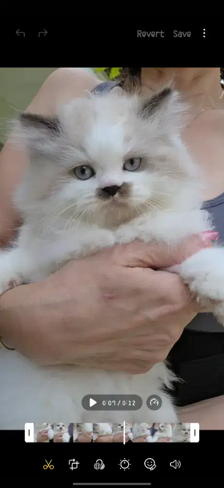 Ready Ragdoll Jantan