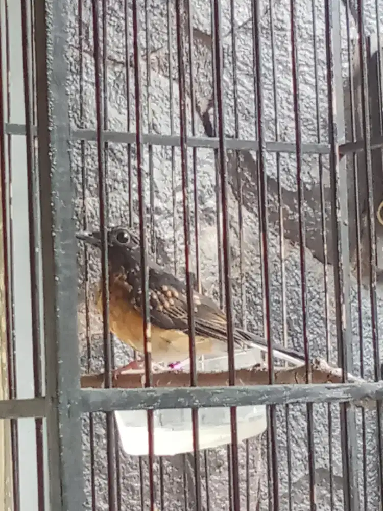 bismillah di jual murai trotol usia 2 bulan